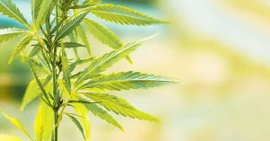 puede el cbd curar el cancer.jpg Blog CBD ¿Puede el CBD curar el cáncer?