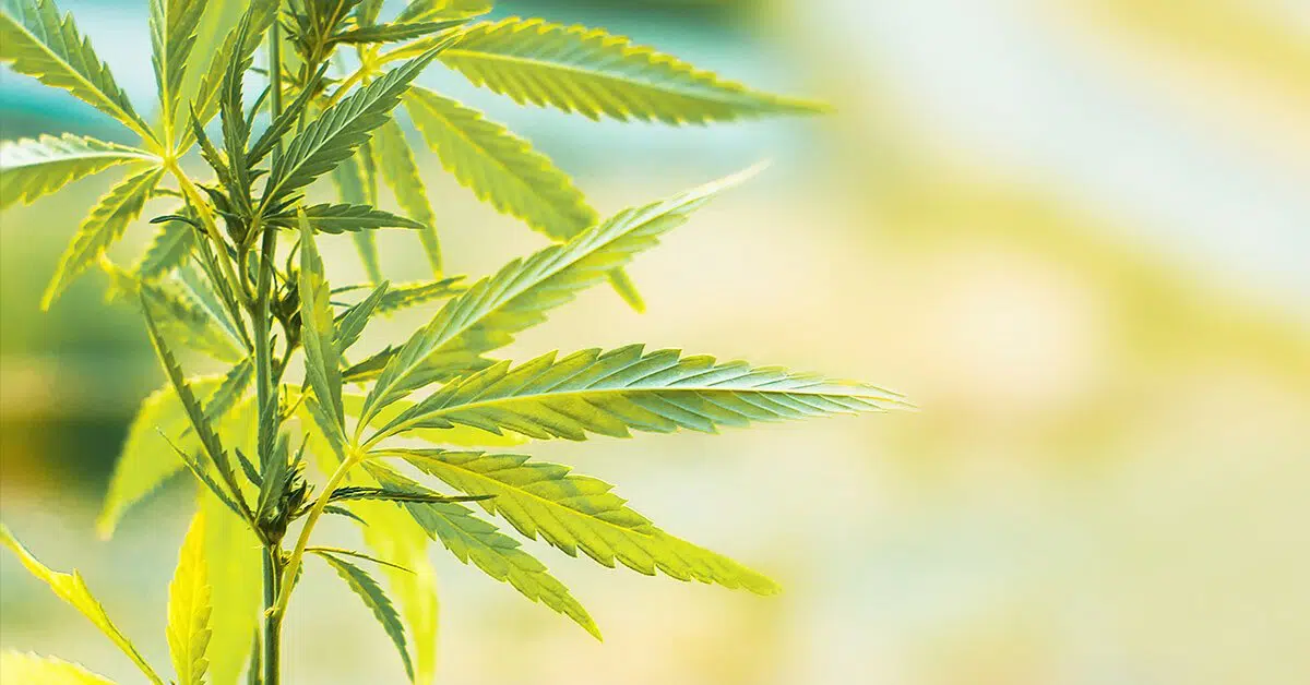 ¿Puede el CBD curar el cáncer?