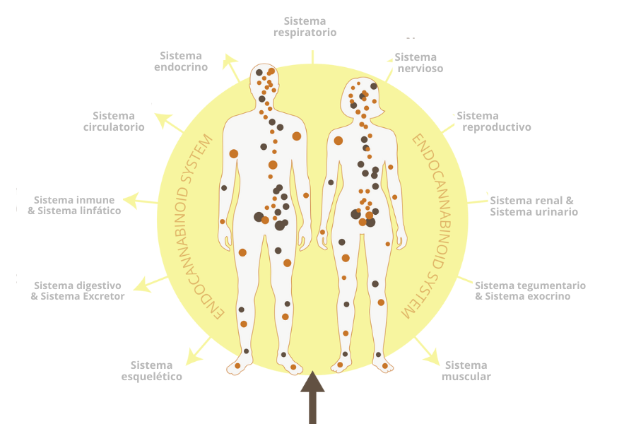 El Sistema Endocannabinoide